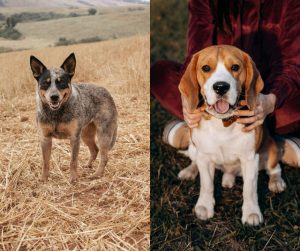 australian cattle dog vs beagle