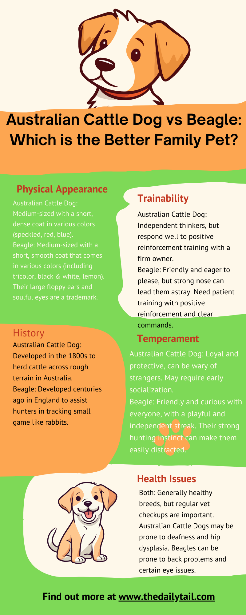 australian cattle dog vs beagle infographic