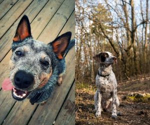 australian cattle dog vs english poiner