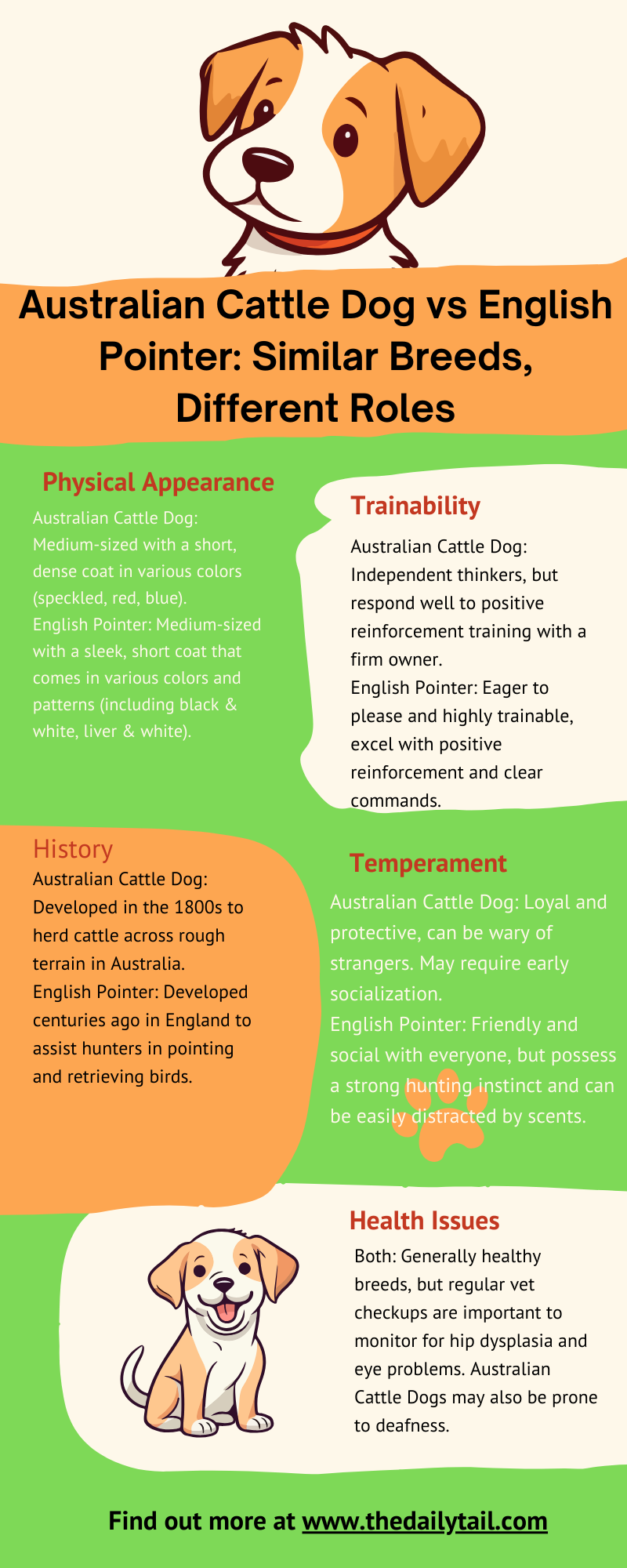 australian cattle dog vs english pointer infographic