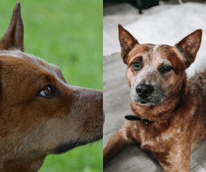 australian cattle dog vs kelpie