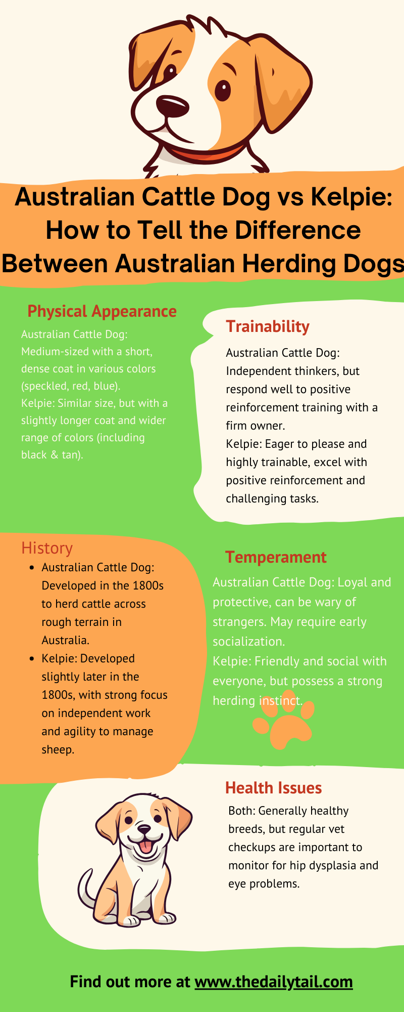 australian cattle dog vs kelpie infographic