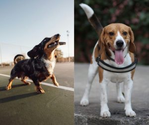 dachshund vs beagle