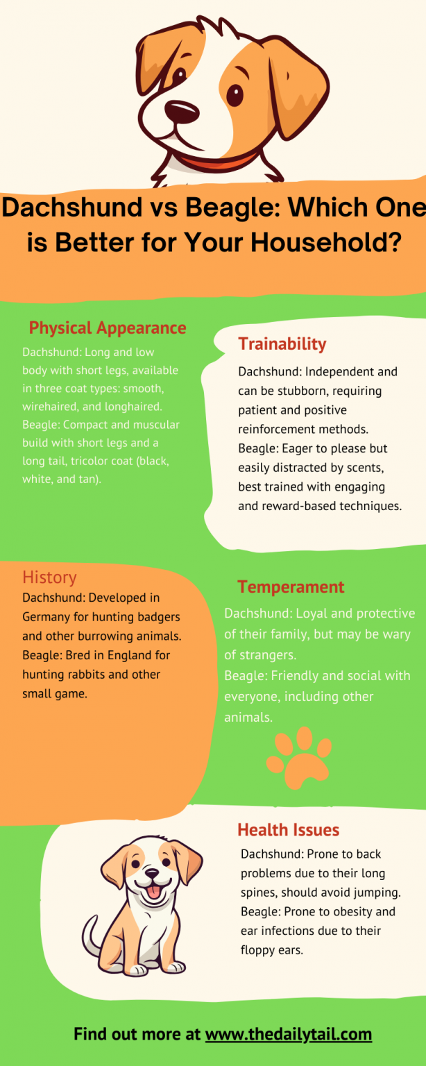Dachshund Vs Beagle Which One Is Better For Your Household?