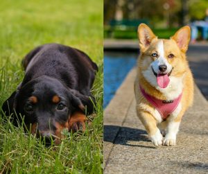 dachshund vs corgi