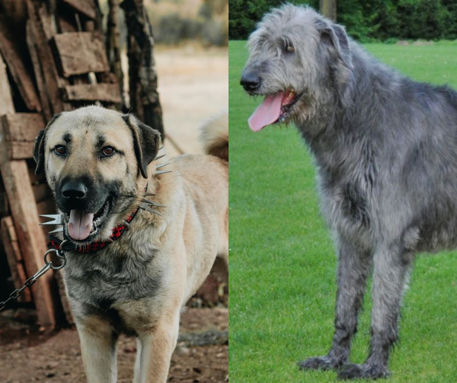 irish wolfhound vs kangal