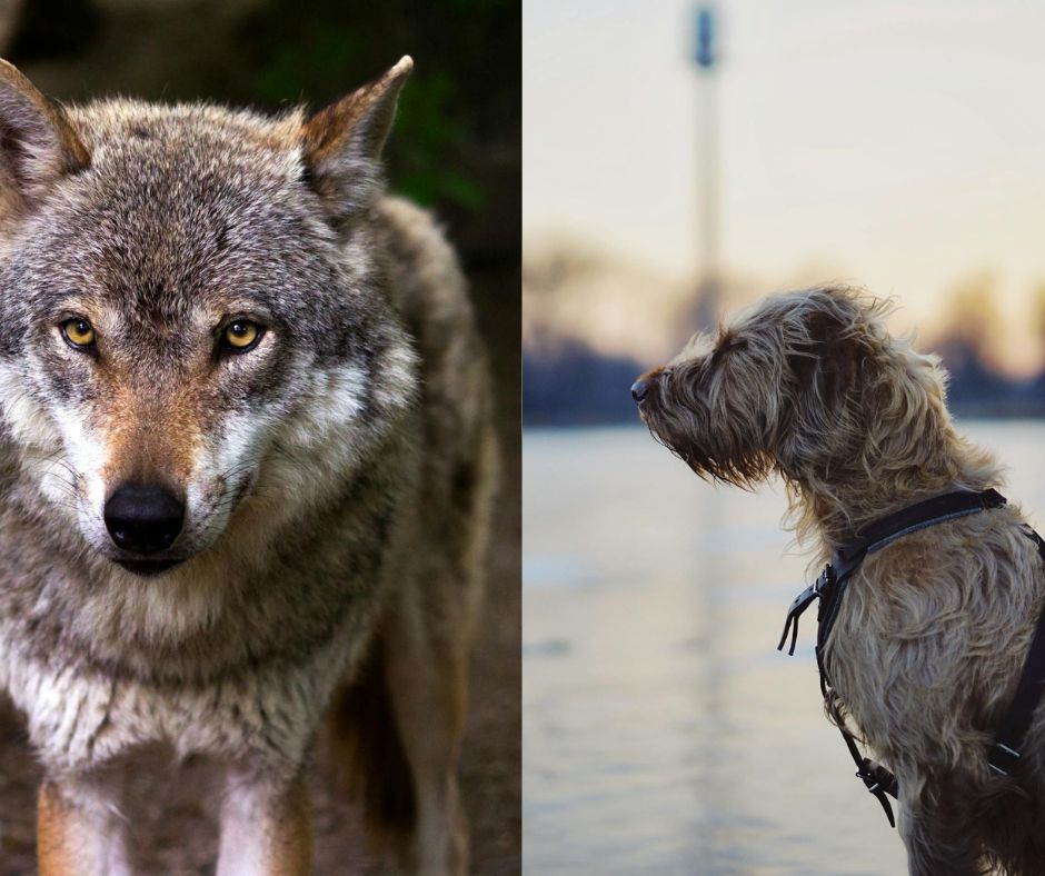 Irish Wolfhound vs Wolf: Comparing Size, Strength, and Temperament 12 irish wolfhound vs wolf