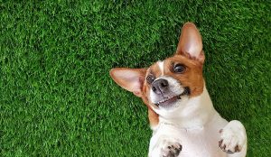 is artificial grass safe for dogs