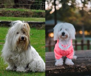 maltese vs coton de tulear