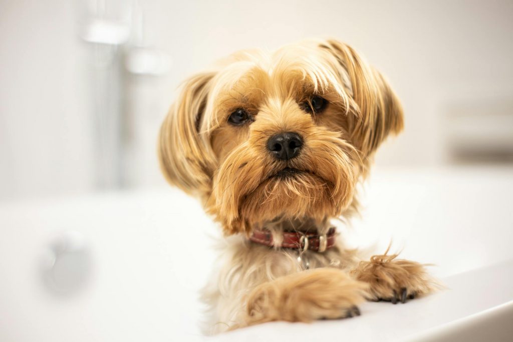 Dog Bathing 101: How Often and Why It's Important 11 pexels frentescuphotography 6222967