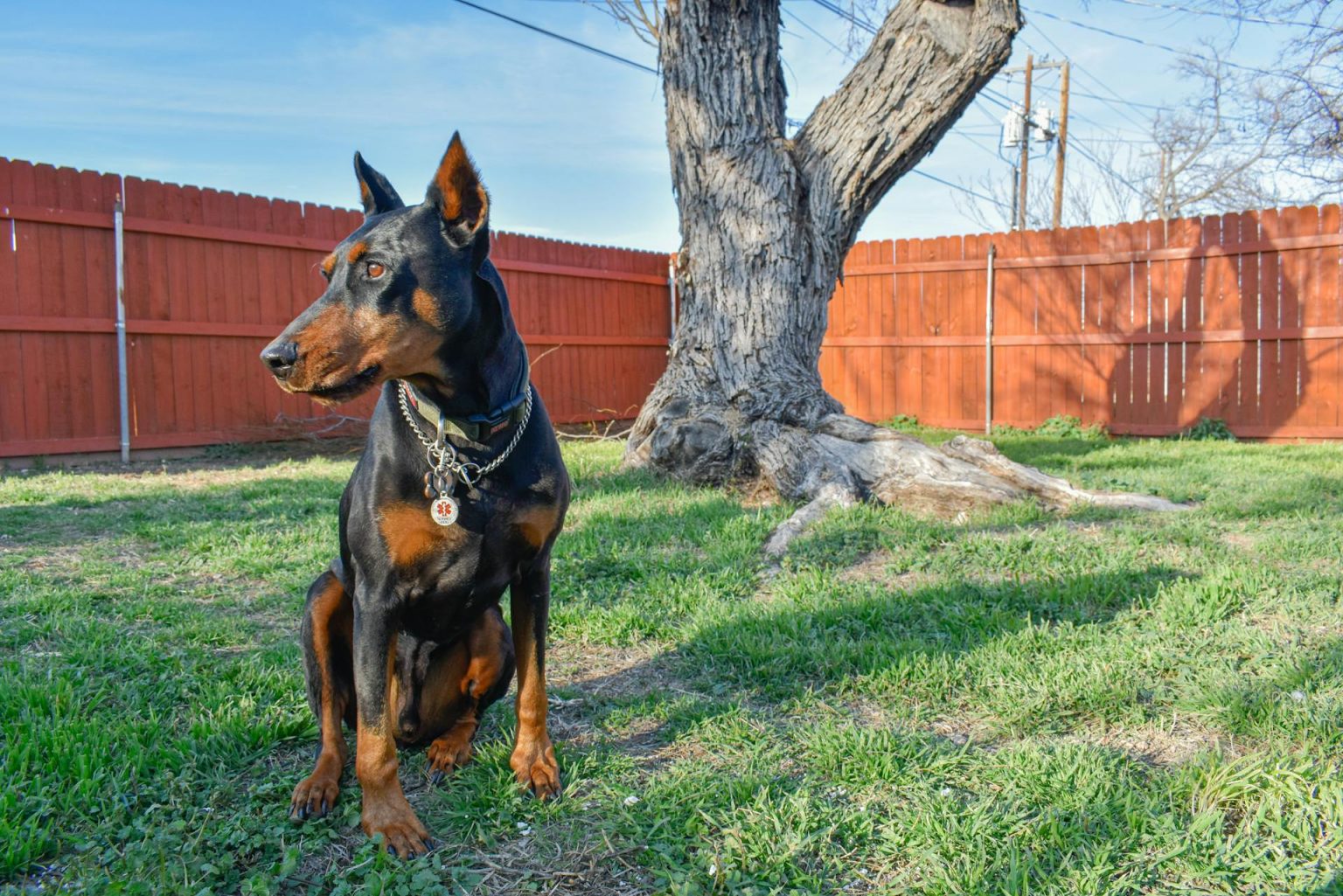Rhodesian Ridgeback Vs Doberman Comparing Two Loyal Protectors