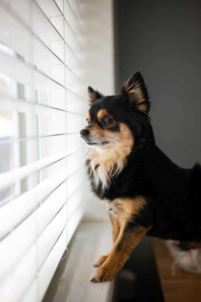 How to Unlock an Apartment Dog’s True Potential? 60 pexels luke seago 20457134 20051631
