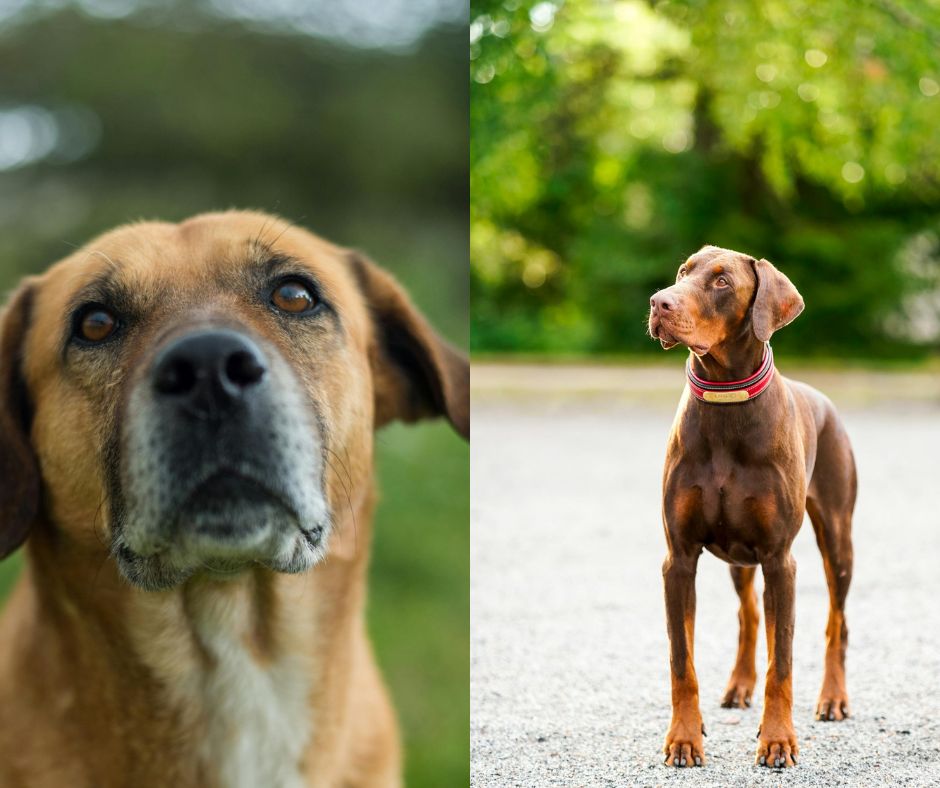 Rhodesian Ridgeback vs Doberman: Comparing Two Loyal Protectors 18 rhodesian ridgeback vs doberman