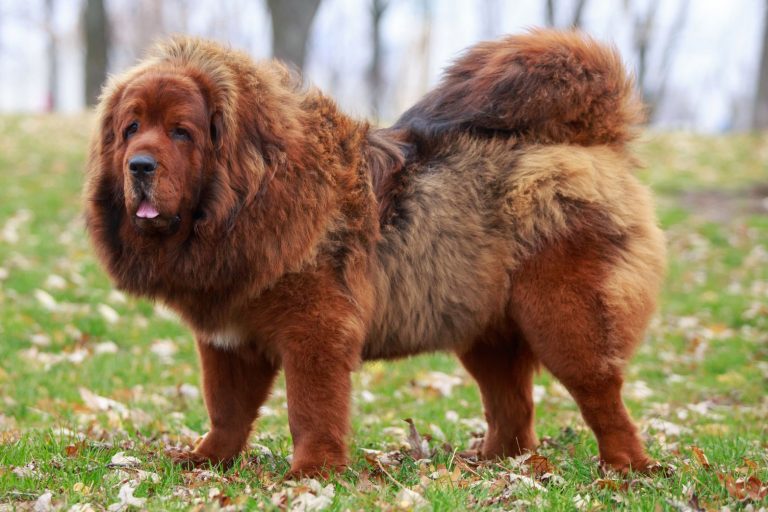 Tibetan Mastiff Vs Wolf Canine Showdown And Comparison tibetan-mastiff-vs-wolf-canine-showdown-and-comparison