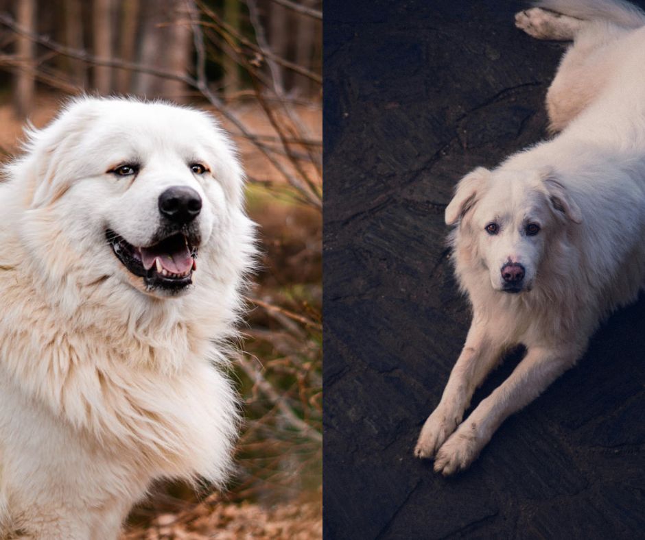 Maremma vs Great Pyrenees: Can You Tell the Difference Between Sheepdogs? 6 Maremma vs Great Pyrenees