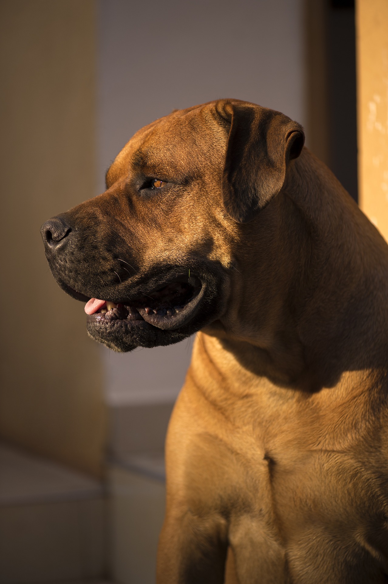 african boerboel 2138273 1920