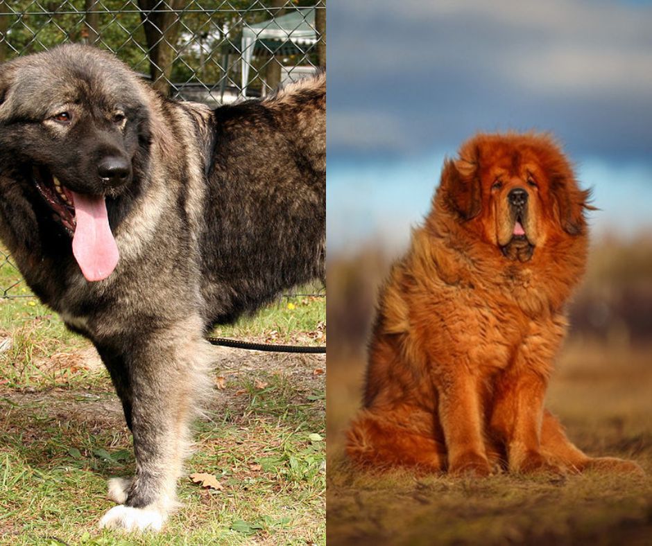Caucasian Shepherd vs Tibetan Mastiff: Which Powerful Protector Is Better? 13 caucasian shepherd vs tibetan mastiff