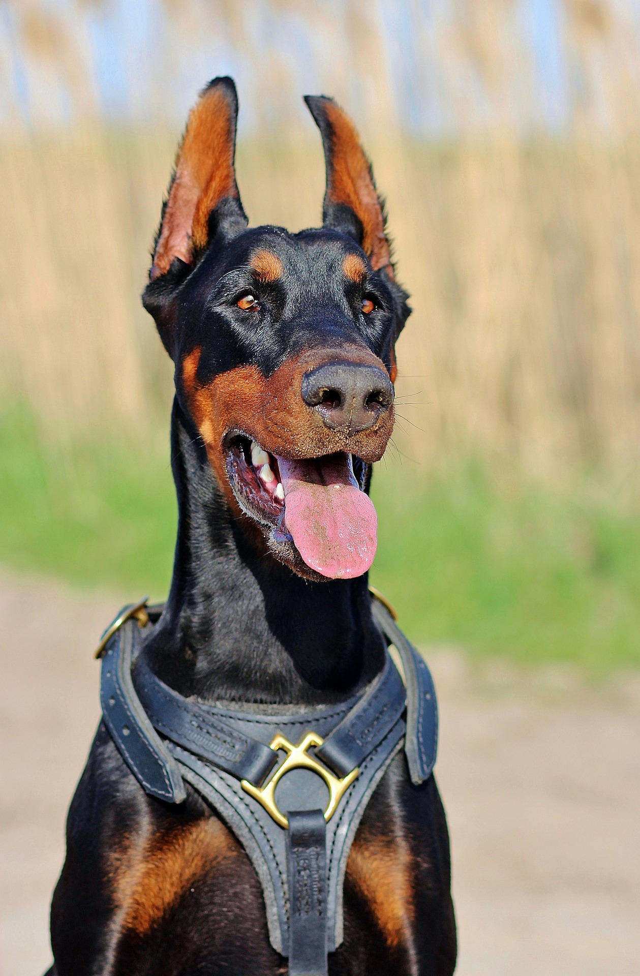 doberman 1312577 1920