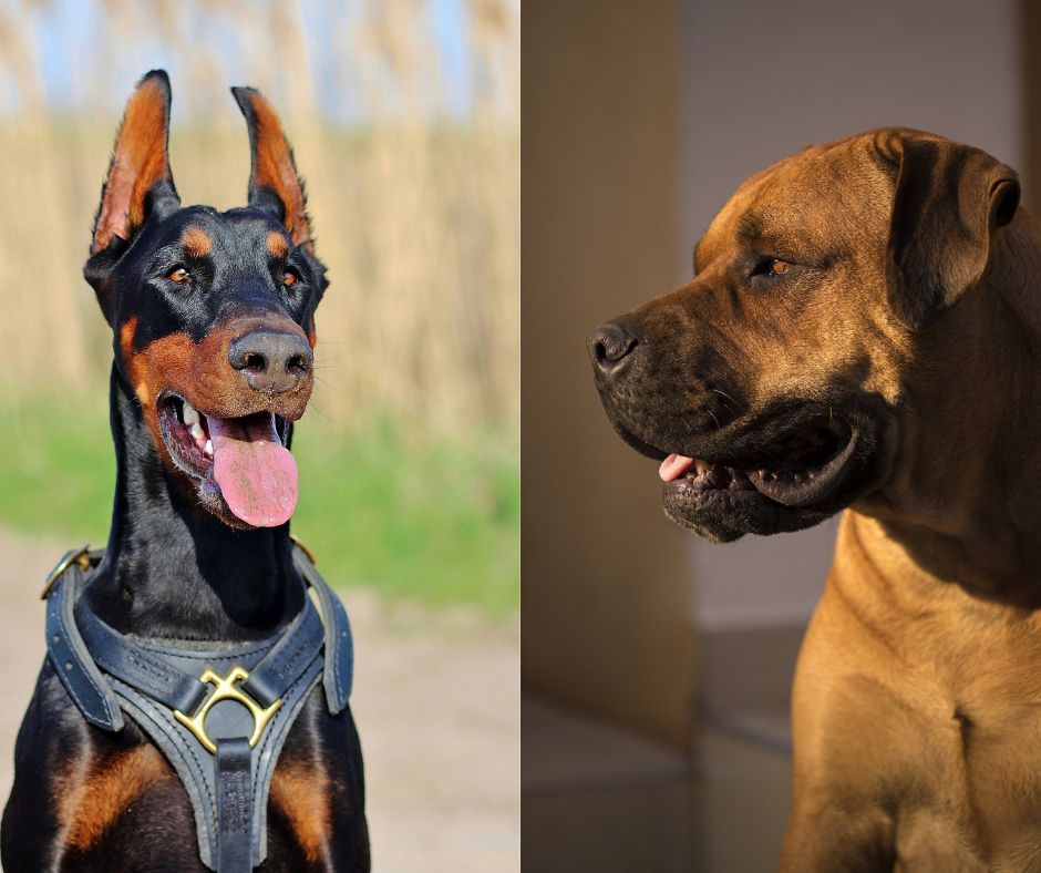 Doberman Vs Boerboel Which Is The Better Guard Dog And Family Pet?