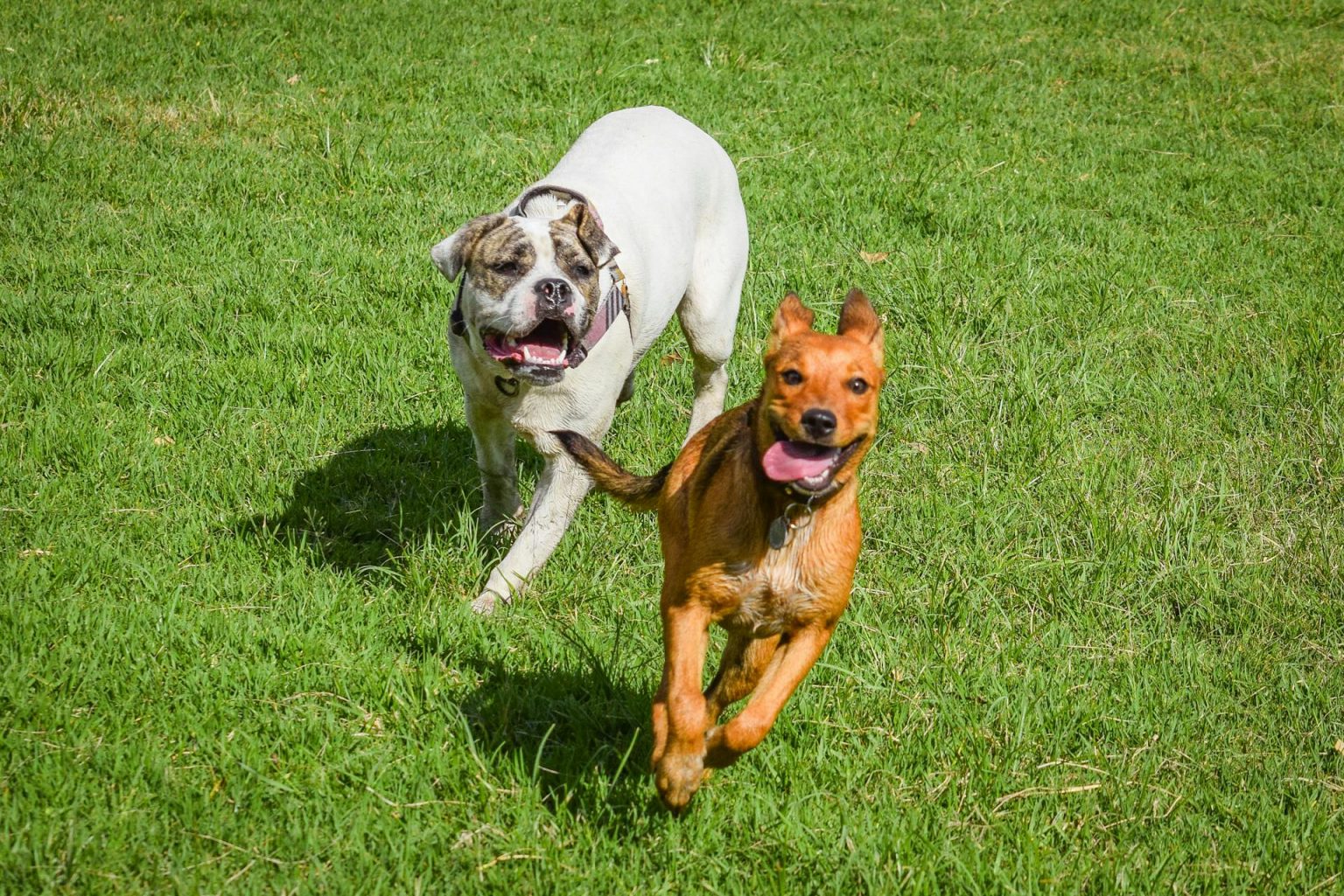 Dog Chasing Off Chase Away The Chase: Keeping Your Dog Safe During Encounters