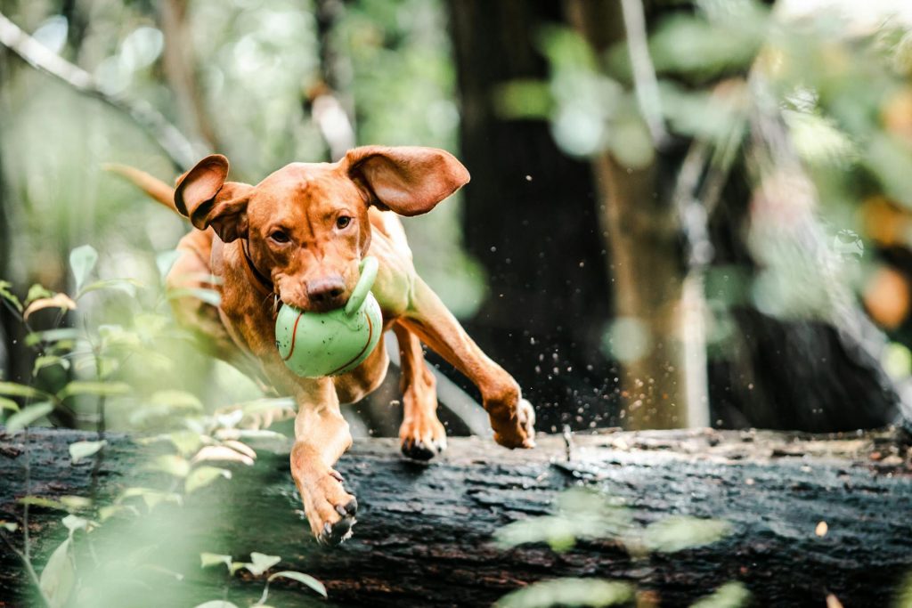 How to Prevent Injuries in Active Dogs and Learn To Listen Your Dog! 6 how to prevent injuries in active dogs