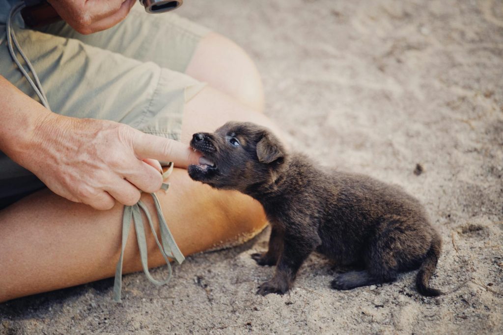Help! My Puppy Won't Stop Nipping: Solutions and Advice 15 pexels theplanetspeaks 10624285