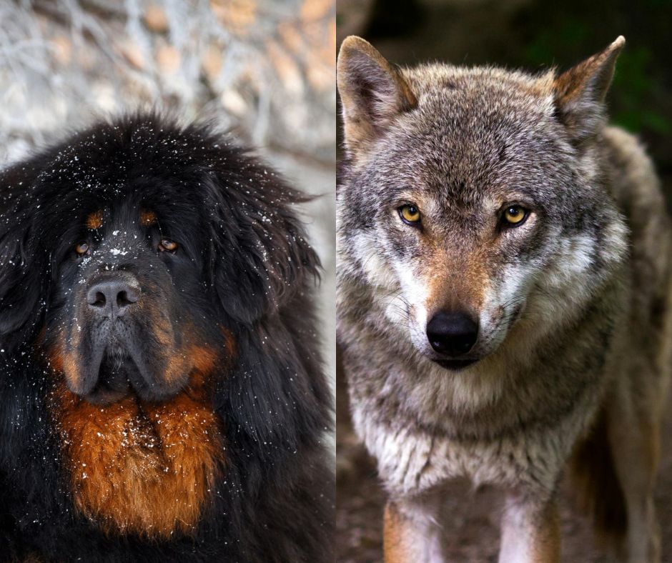 Tibetan Mastiff vs Wolf: Canine Showdown and Comparison 26 tibetan mastiff vs wolf