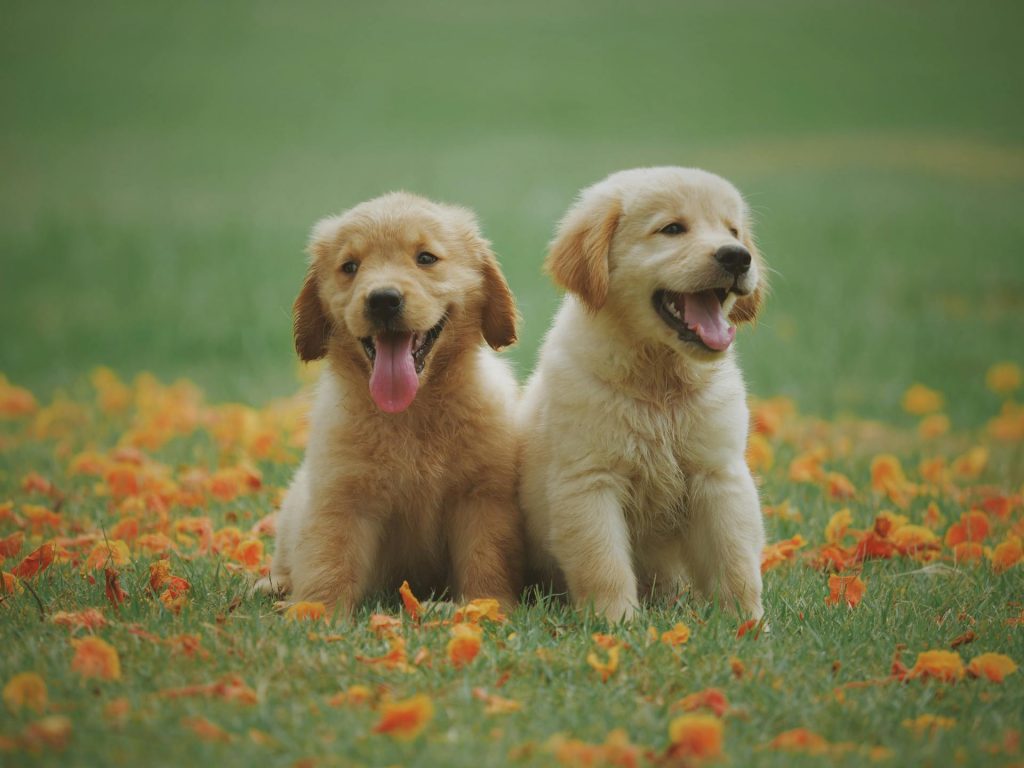 Beyond the Cuteness: 8 Behaviors to Understand Your New Puppy Better 23 pexels chevanon 11080991