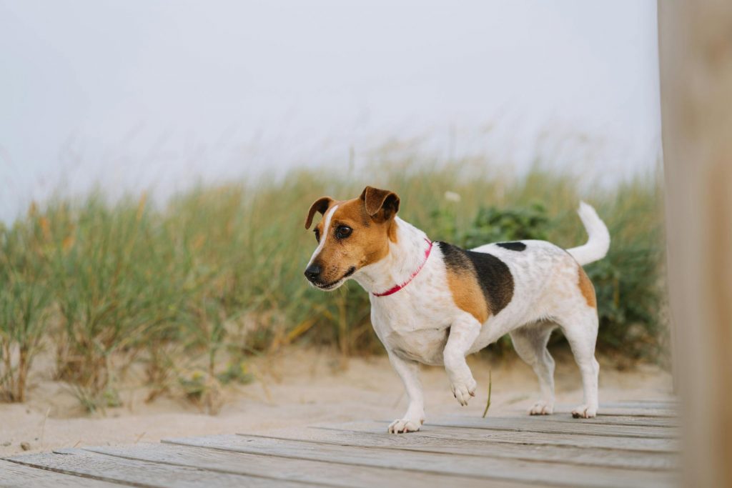 How to Walk Your Dog in Unfamiliar Places? 59 pexels diogo miranda 2044514 26202784