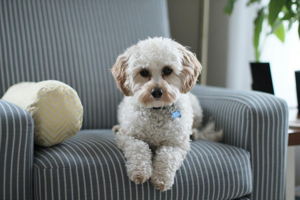 Small Spaces, Big Love: Apartment Living with Dogs Made Easy 63 pexels dom bucci 281808 9810621