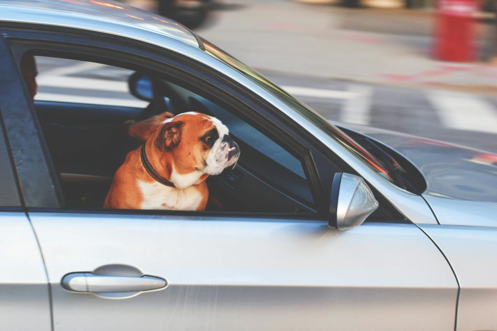 How to Have a Safe and Fun Road Trip With Your Dog 8 pexels punttim 236452