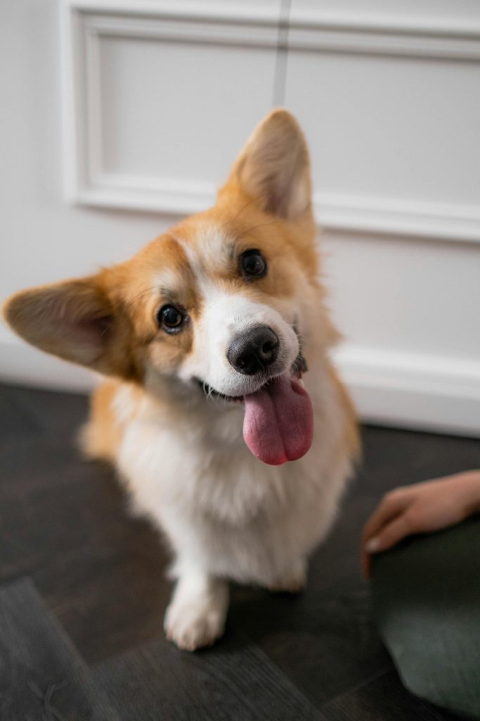 From Treats to Cheers: Innovative Ways to Show Your Dog Appreciation 38 pexels ron lach 7792647