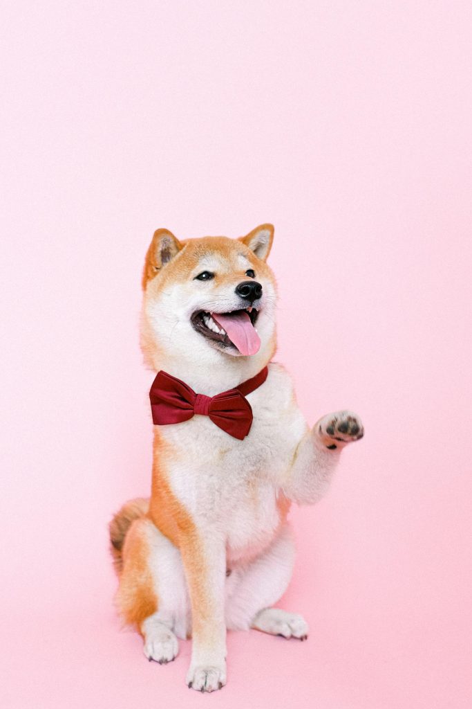 Pawing for Attention: What Your Dog’s Paws Really Mean 30 pexels shvetsa 4587993