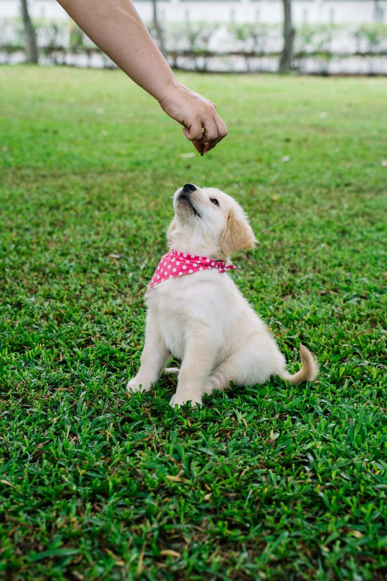 Image showcasing Puppy Training 101: How To Start Training Your Newborn Pup From Day One