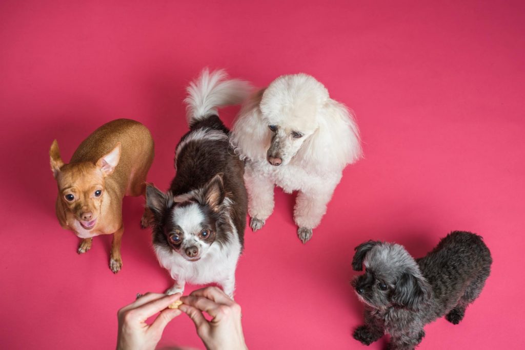 Puppy Training 101: How to Start Training Your Newborn Pup from Day One 40 how to train a newborn puppy