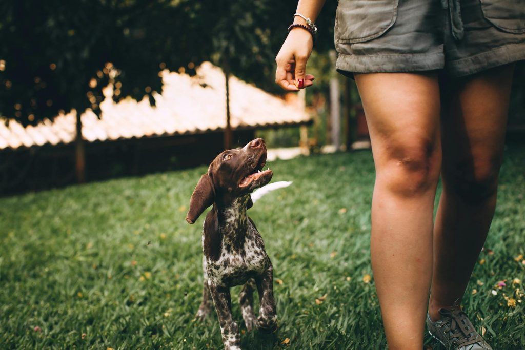 Picture of Puppy Training 101: How To Start Training Your Newborn Pup From Day One