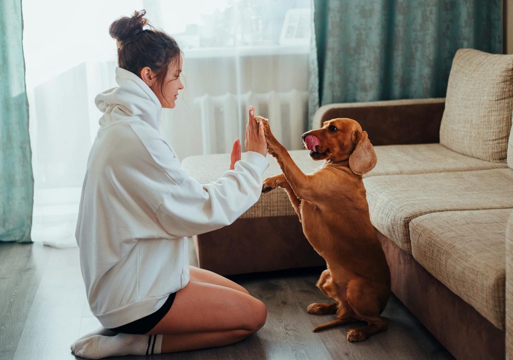 Feast of Fun: Thanksgiving Games to Play with Your Furry Friend 9 pexels babydov 77886641