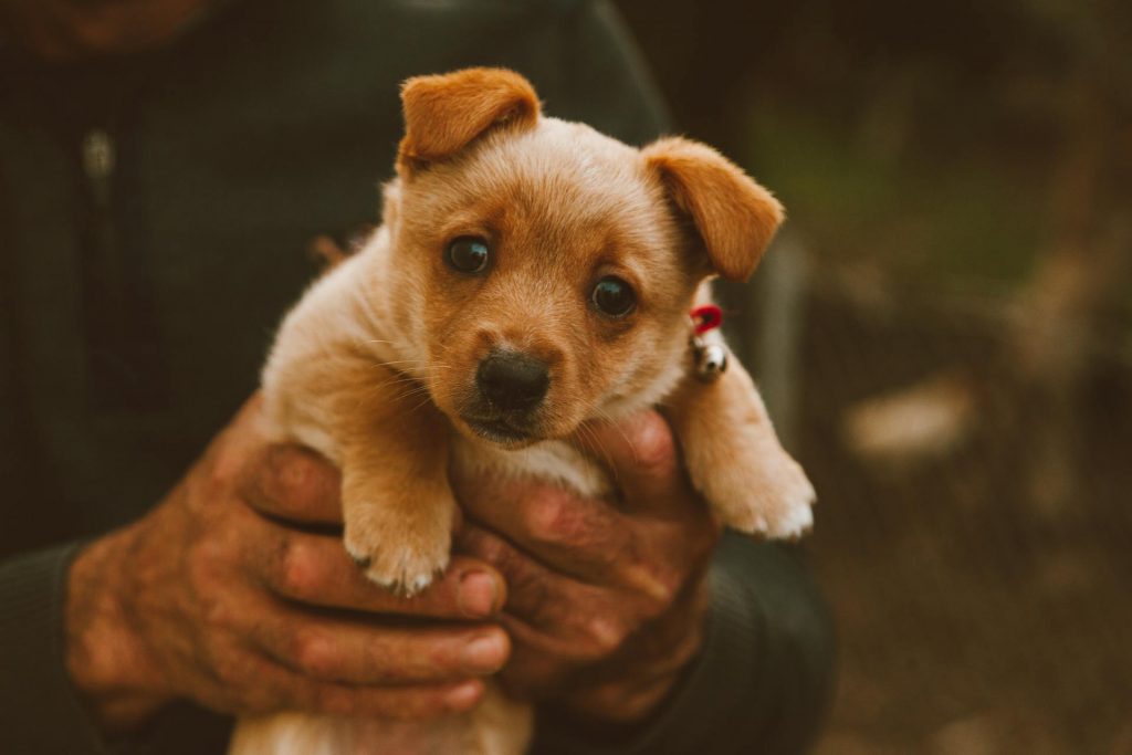 From Joy to Overwhelm: Navigating the Puppy Blues 14 pexels roman odintsov 6493446