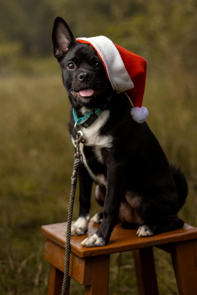 How to Train Your Dog to Pose with Santa Paws 36 pexels muthaiyan tamijarassou 1517438 15299602