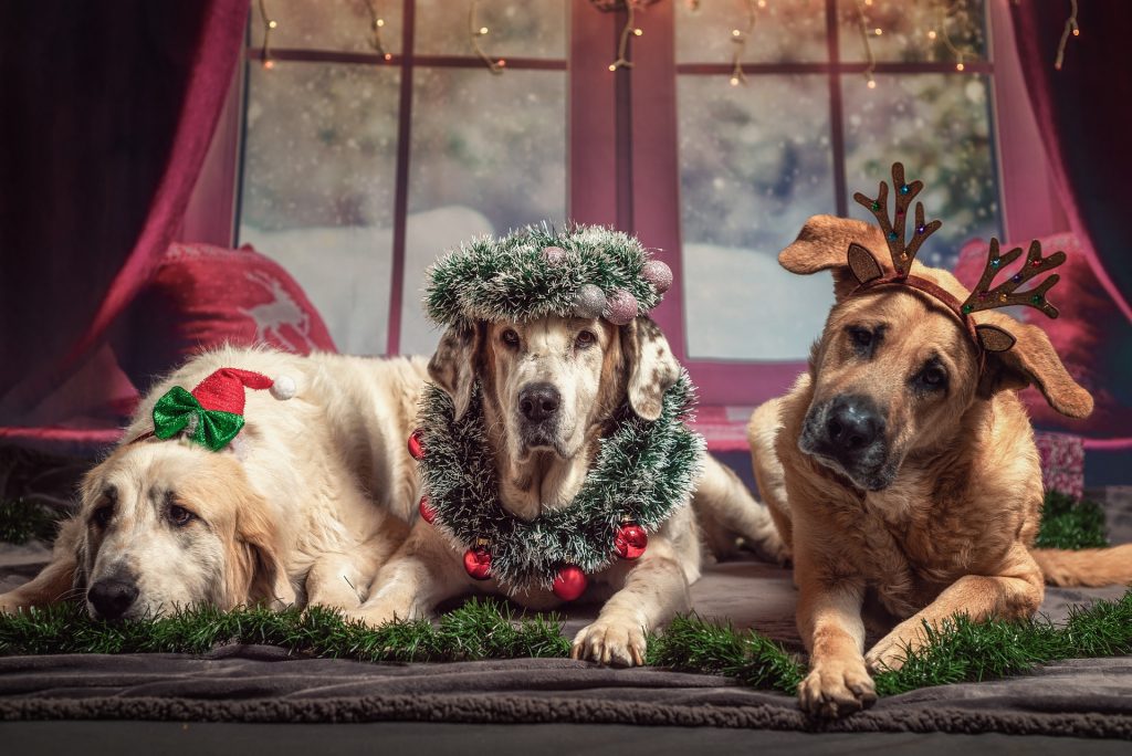 How To Capture the Perfect Holiday Photo of Your Dog 23 dog 4708726 1920