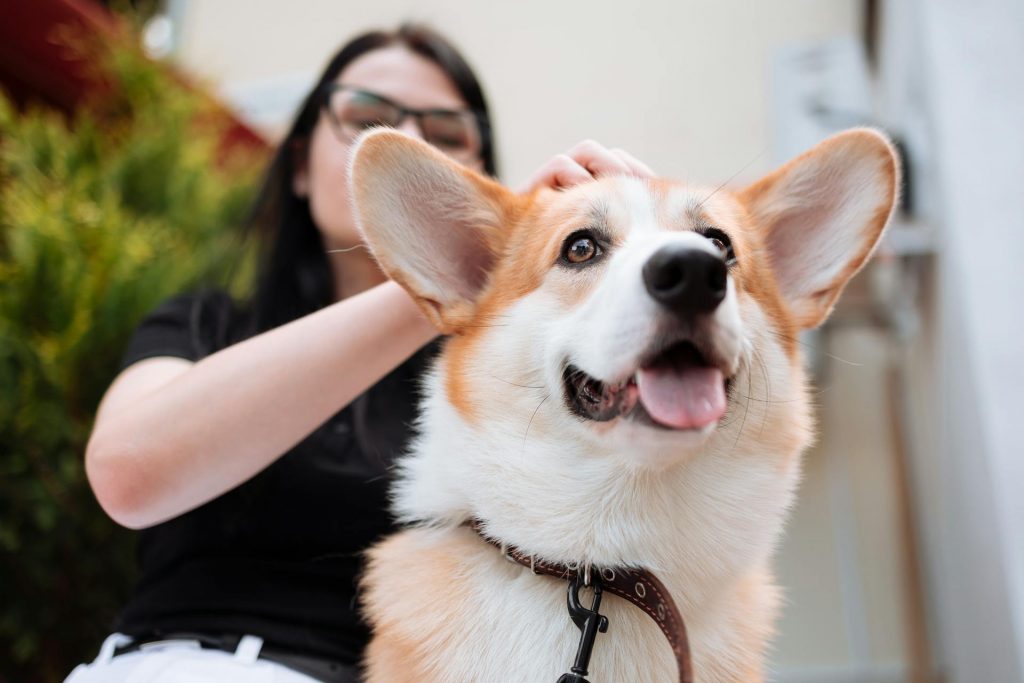 Think Twice Before You Pat a Dog’s Head—Here’s Why They Hate It 24 pexels thirdman 9313652