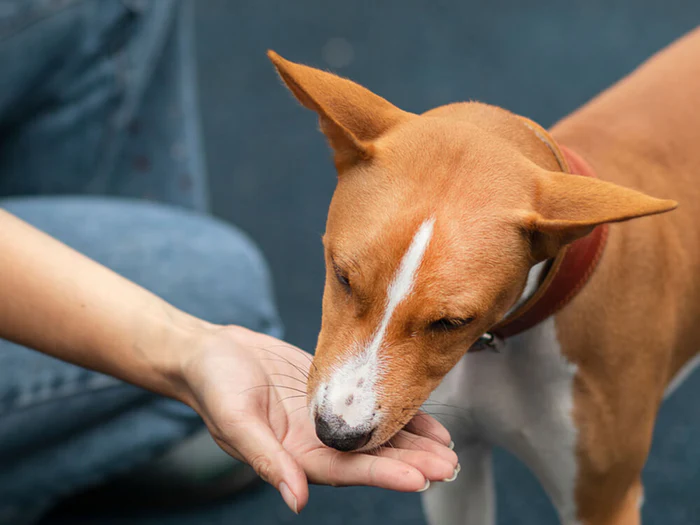 The 10 Best Dog Multivitamins for a Healthier and Happier Life 3