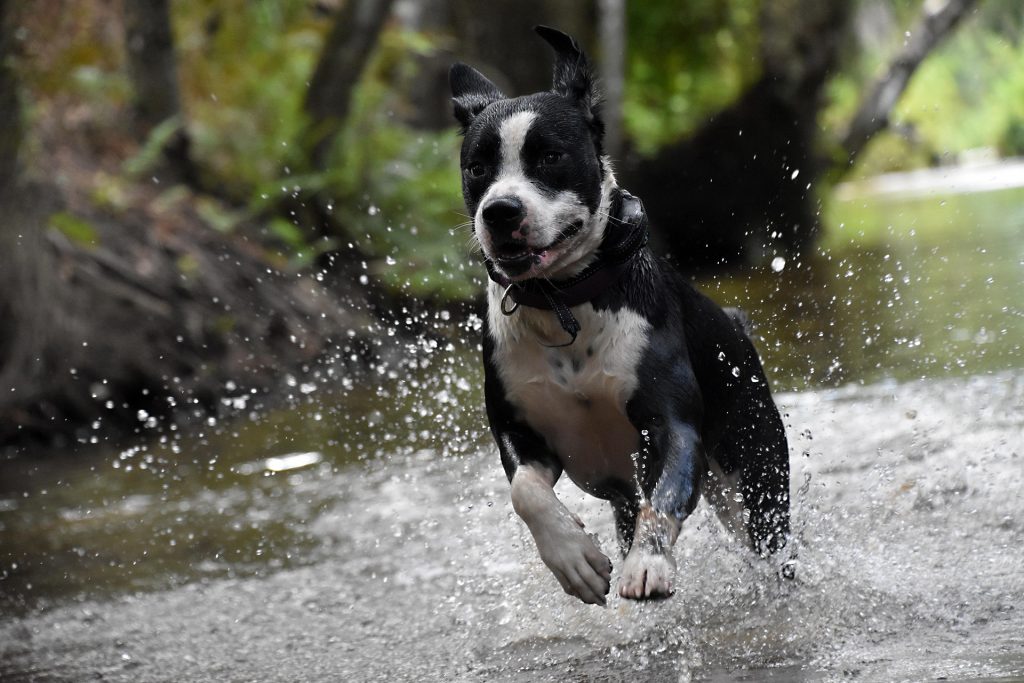 How to Keep Your Pet Cool in the Summer Months 25 dog 8014047 1920
