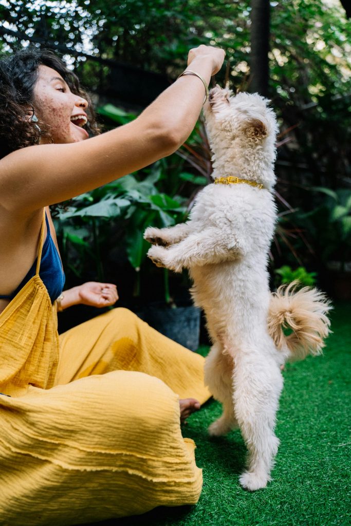There Can Be a Right and Wrong Way to Give Your Dog Beef Jerky 1 pexels anntarazevich 6268733
