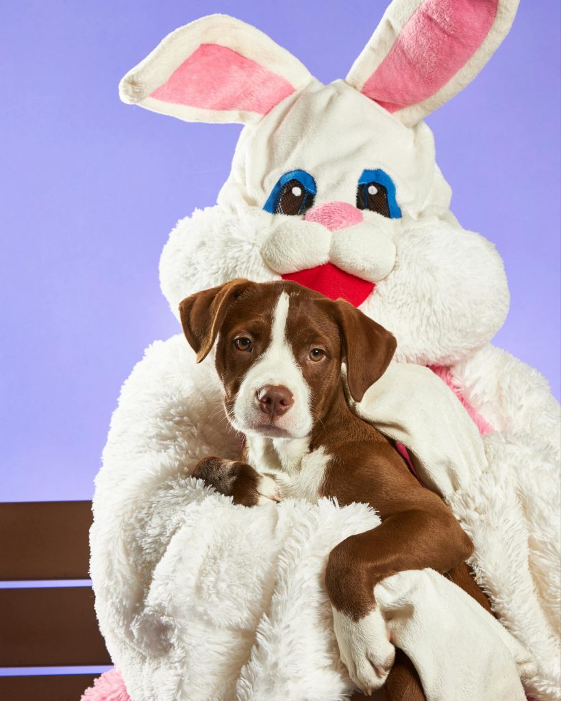 Why Your Dog Should Be Banned from the Easter Egg Hunt 30 pexels benjaminlehman 7327905