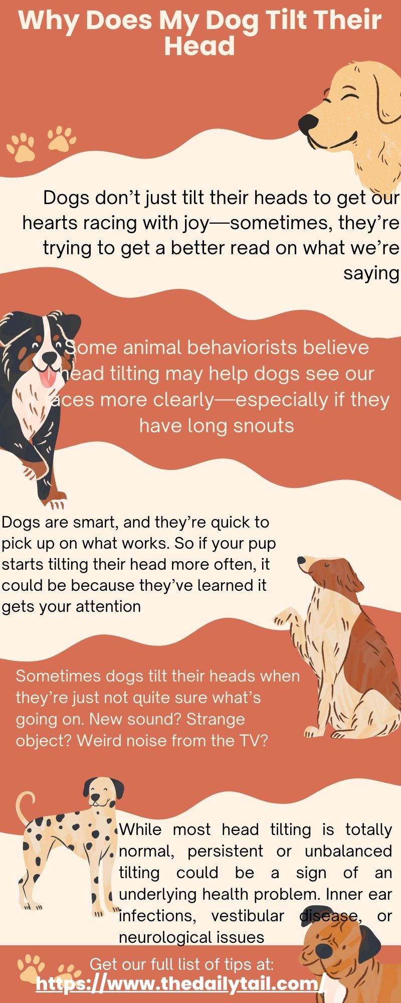 Why Does My Dog Tilt Their Head infographic