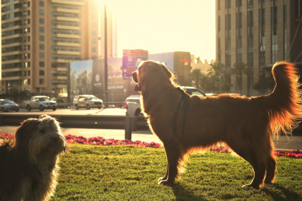 How to Travel Safely and Comfortably with Your Dog in Dubai 18 ahmed zaki 0ZNi1zThQSA unsplash