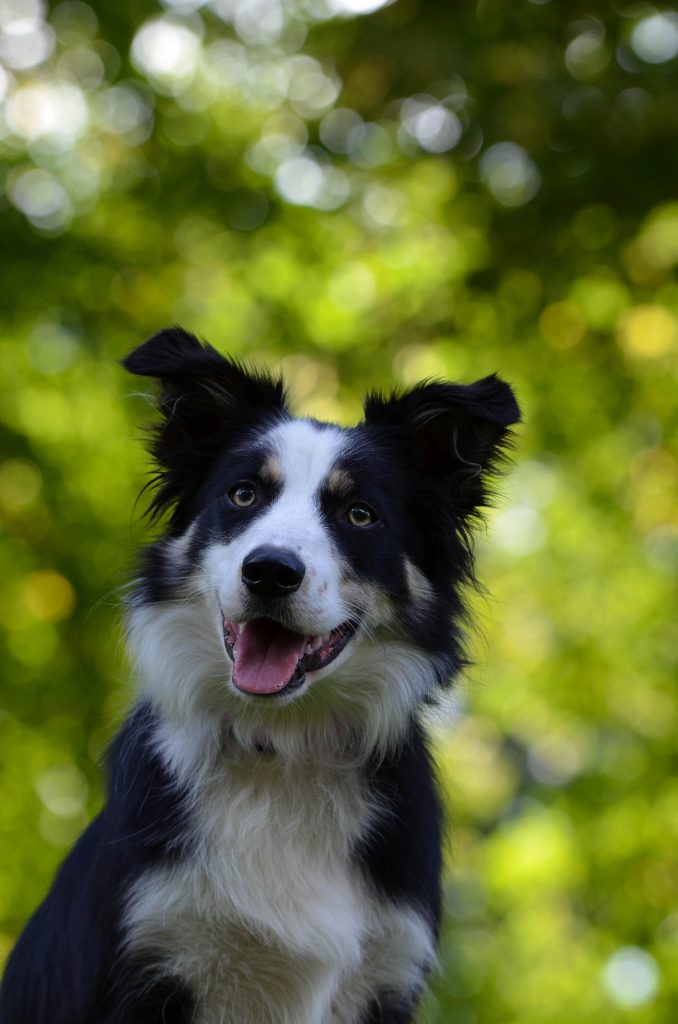 Do Dogs Tilt Their Heads on Purpose? A Look Into Canine Body Language 13 border collie 672673 1920