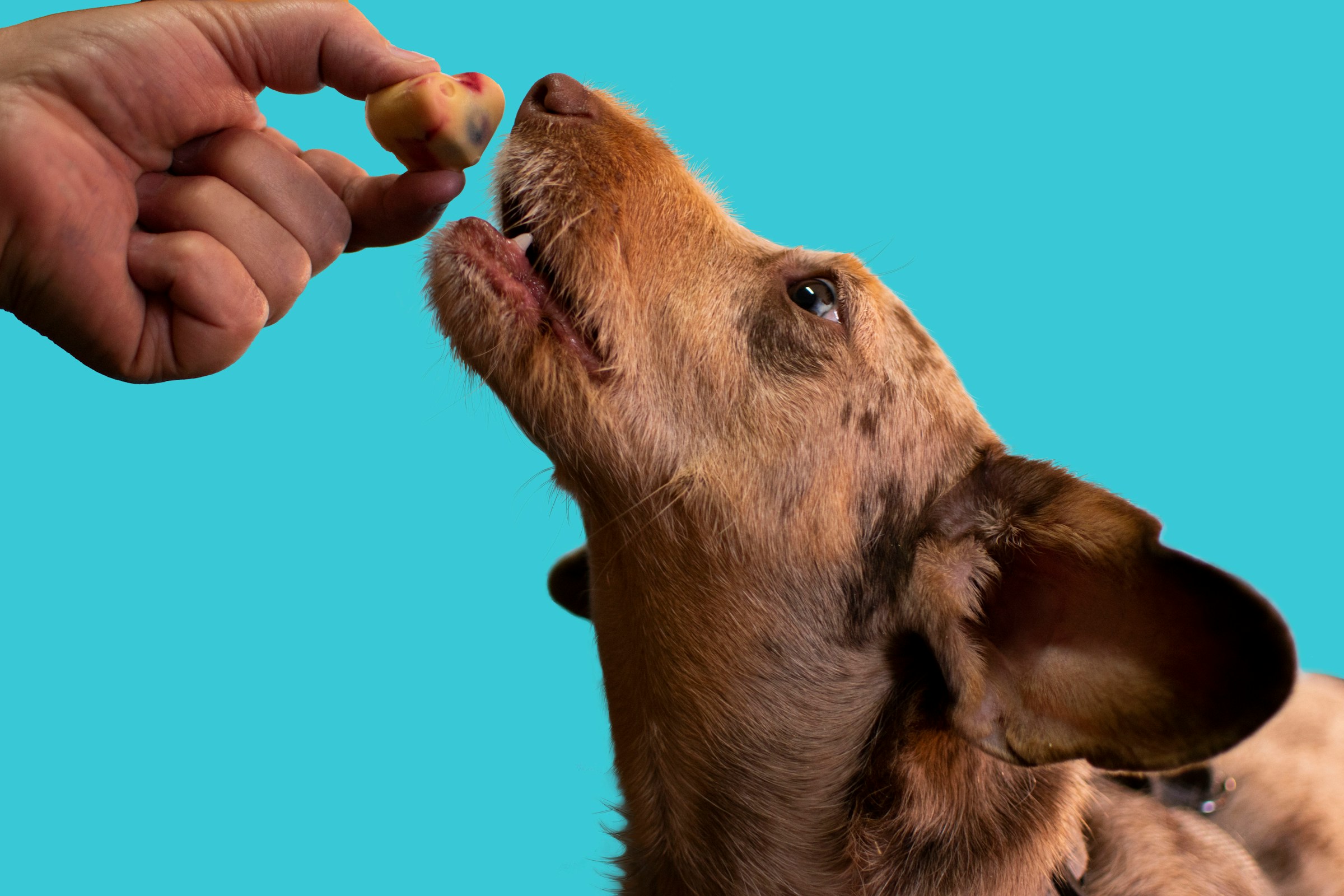 can dogs have peaches