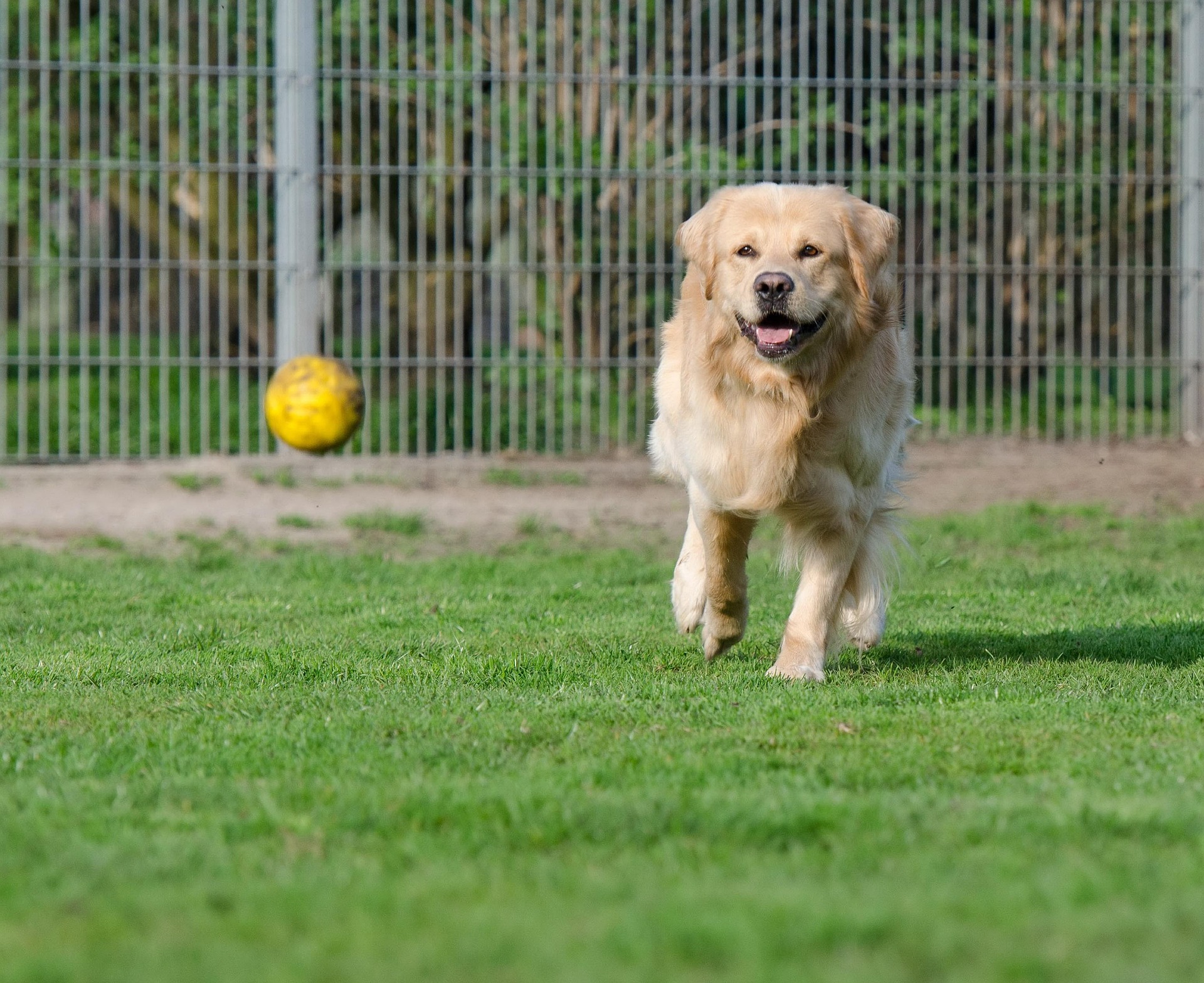 golden retriever 750585 1920